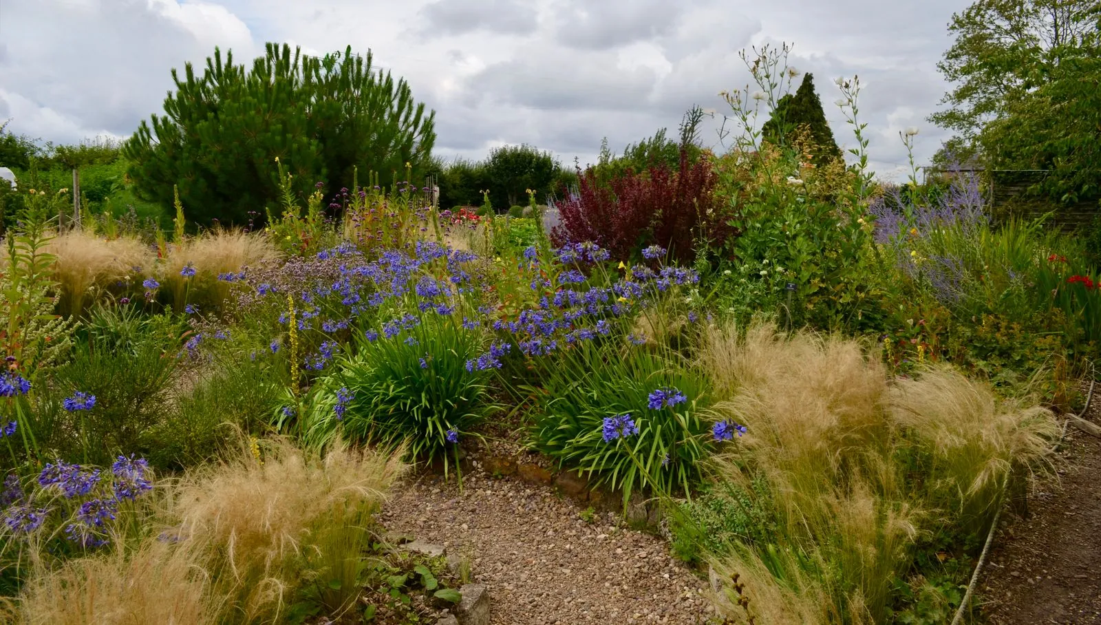 A naturalistic border of grasses and perennials in late light